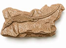 Dinosaur Fossil Fridge Magnet - 4.51 x 2.18 in baseline product image