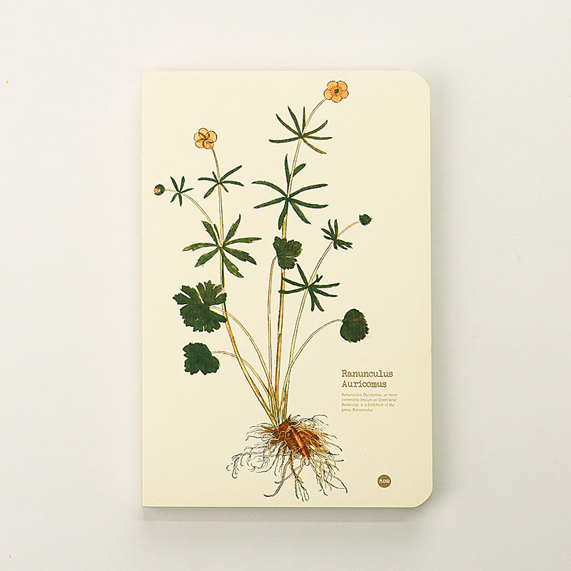 Ranunculus Auricomus illustrated herb journal baseline product image
