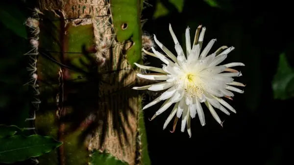 Moonflower at Cambridge University: A Fleeting Midnight Spectacle A Bit of Art