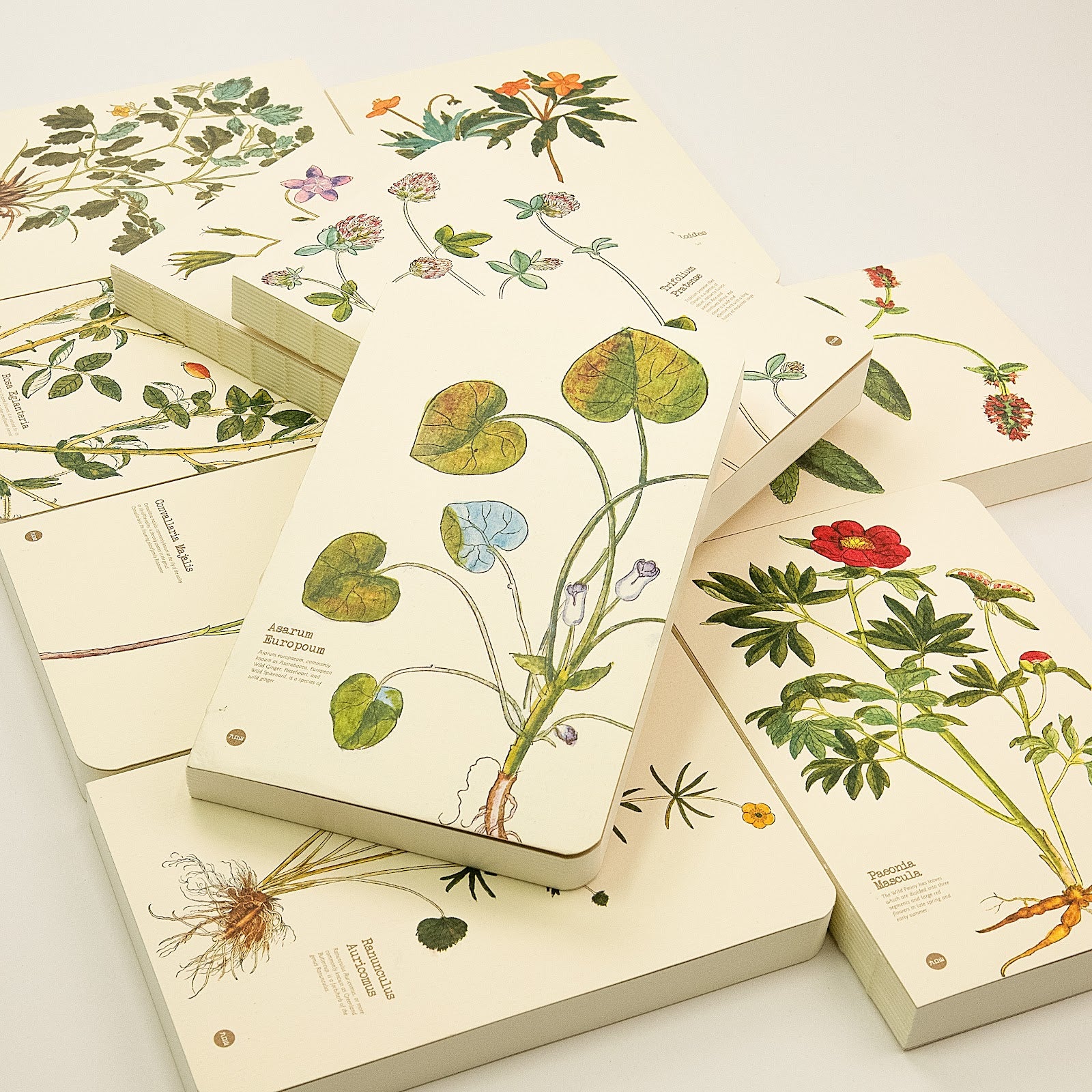 Illustrated Herbs collection