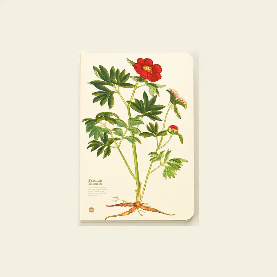 Paeonia mascula notebook